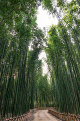Fototapeta na wymiar Simnidaebat bamboo forest path