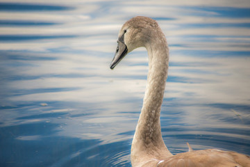 Signet Swan on a lake.