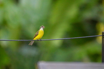 Yellow Flycatcher in Action