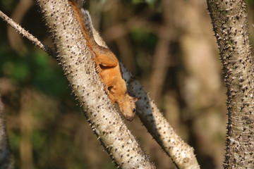 Friendly Squirrel.... :)