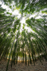 Taehwagang park Simnidaebat bamboo forest