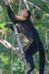 Capuchin Monkey