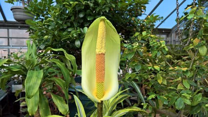 Corpse Flower (Amorphophallus napalensis)