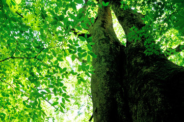 大きな緑の樹木