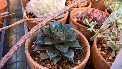 Succulents in Terracotta