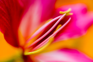 Naklejka premium Abstract colored background close up. Macro.