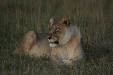 Lion