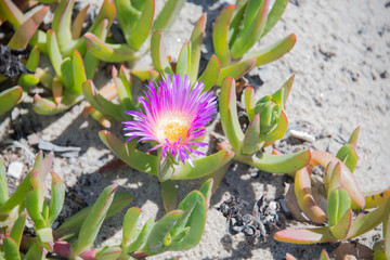 Obraz premium Pink Flowering Ice Plant