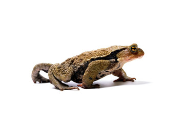 ヒキガエル