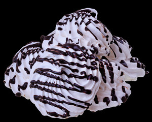 Meringue with chocolate closeup isolated
