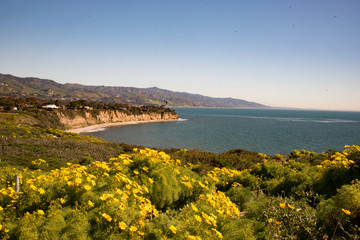 Wild flowers at Point Dume