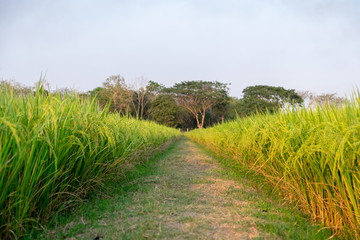 Close up of green paddy rice. Green ear of rice in paddy rice field under sunrise