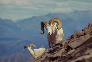 Dall Rams On Sable Mountain