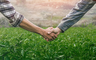 Fototapeta na wymiar close up farmer shaking hands on potato leaves. farmer concept.
