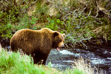 Obraz na płótnie Canvas Brown Bear On Mikfik Creek