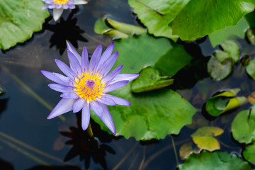 Purple lotus white