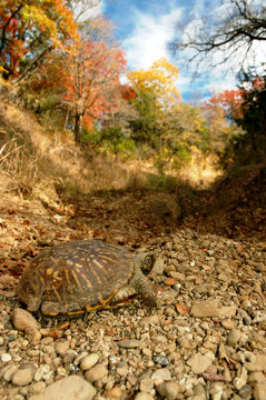 Ornate Box Turtle And Texas Autumn