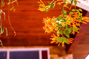 Illuminated yellow flower bunches on a golden background