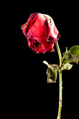 faded rose on a black background
