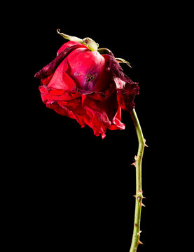 Rose Dying Images – Browse 7,418 Stock Photos, Vectors, and Video | Adobe  Stock