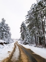 Obraz premium amazing view of winter in sinop turkey with snow covered trees.Forest with snow landscape