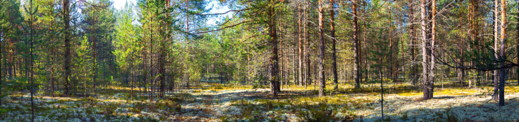 Obraz premium Panorama of the autumn pine forest in a rural place