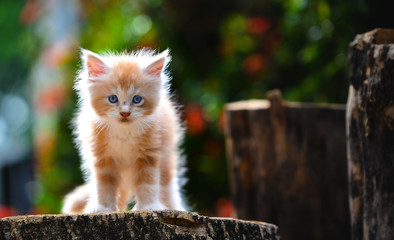 Portrait of red silver ticked white Maincoon kitten sitting on a wooden log in green garden daytime lighting. Adorable small cat.