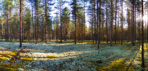 Panorama of the autumn pine forest in a rural place