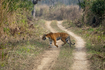 Naklejka na ściany i meble Bengal Tiger in Grasslands