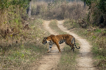Bengal Tiger on the Road