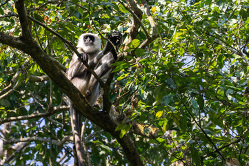 Gray Langur Monkeys