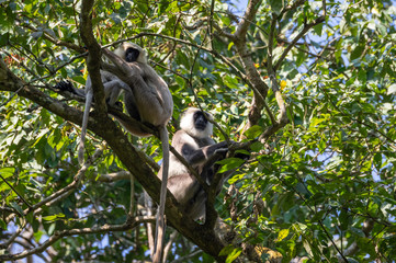 Gray Langur Monkeys