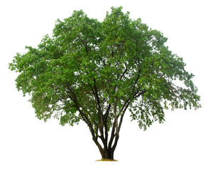 Obraz premium Tree isolated on white background with clipping paths