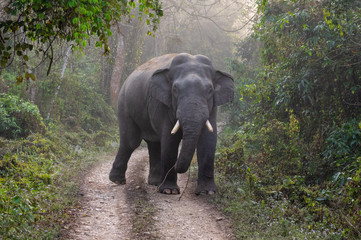 Obraz premium Wild Elephant on Road