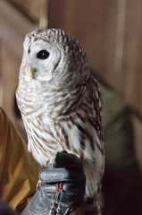 Barred owl sitting on gloved hand