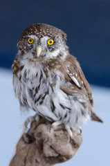 Portrait of mounted northern pygmy owl