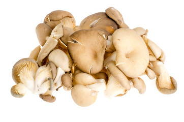 Pile of fresh raw oyster mushrooms isolated on white background