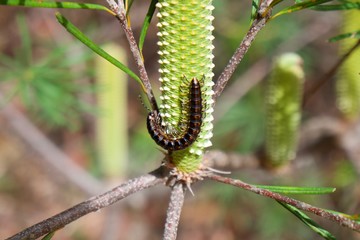 Beautiful caterpillar