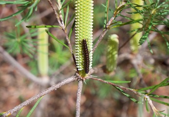 Beautiful caterpillar