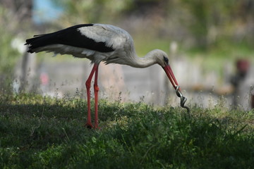 White Stork (Ciconia ciconia)