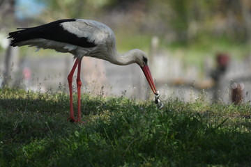 White Stork (Ciconia ciconia)