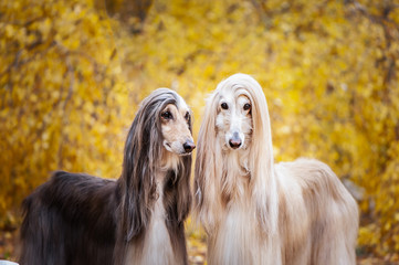 Two dogs, beautiful Afghan greyhounds, portrait, against the background of the autumn forest, are looking at the camera.