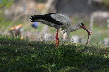 White Stork (Ciconia ciconia)