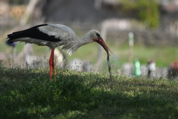 White Stork (Ciconia ciconia)