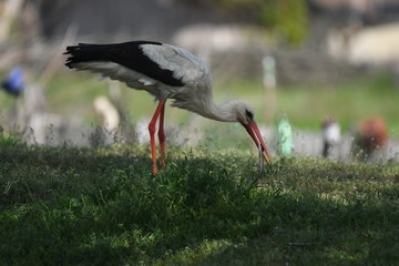 White Stork (Ciconia ciconia)