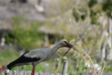 White Stork (Ciconia ciconia)