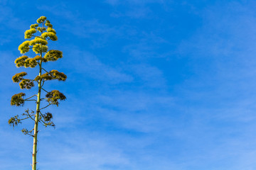 Hampe florale d’aloès sur fond de ciel bleu 