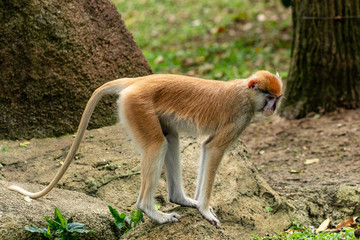Patas Monkey