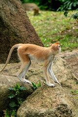 Fototapeta premium Patas Monkey