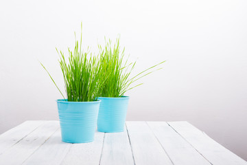 two pots of wheat grass on white wood table, healthy diet food, springtime home decoration
